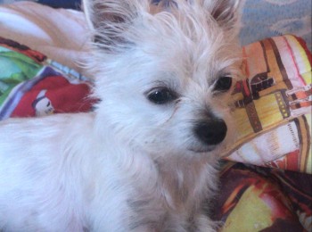 e9587f2b-450b-43cc-a3ca-701e8f6126c2